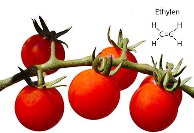 Bild Tomaten am Strauch. Tomaten verströmen Ethylen (Strukturformel) und sollten nicht mit anderen Obst oder Gemüse gelagert werden, da Ethylen die Reifung beschleunigt